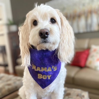 CockapooThunder's profile picture. 🇨🇦 Canadian cockapoo ❤️ I love my humans, toys, treats, and stealing socks 🎂 10/27/2018