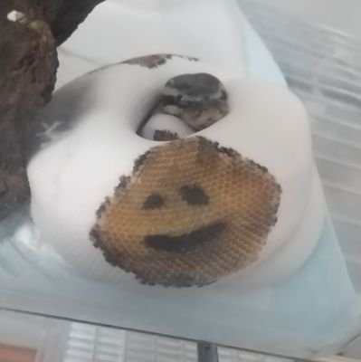 MCゴッツさんのプロフィール画像