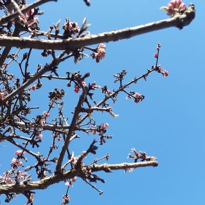 iluvhoundz's profile picture. 