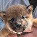 普通の柴犬ポンちゃん♀ (@ponshibainu) Twitter profile photo 普通の柴犬ポンちゃん♀ (@ponshibainu) Twitter profile photo