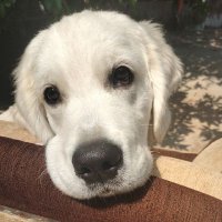 luttus (@luttusii) 's Twitter Profile