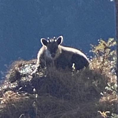 もっと気軽に登山したいと2019年に東京から長野に移住。移住後、まったく興味のなかったスキーにもハマりました。icelantic好き。デリカD5。
引越しも好きで過去に18回転居。住宅街より商業地や観光地に住むのが好き。お気に入りは築地と長野市。