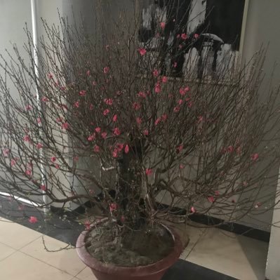 ntdong1's profile picture. It