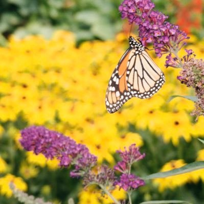 Arawdreamer's profile picture. 