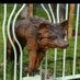 Nunhead Estate TRA (@nunheadtra) Twitter profile photo Nunhead Estate TRA (@nunheadtra) Twitter profile photo