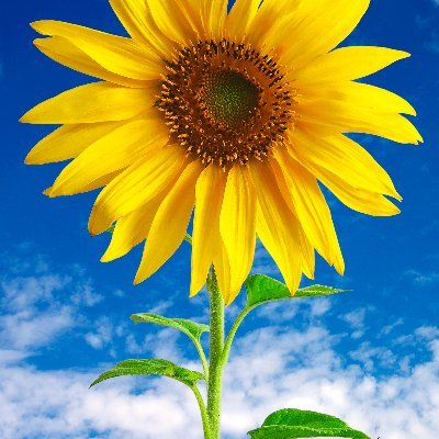 If you see something you agree with, feel free to retweet, repost, quote, or plagiarize a tweet.

Added Sunflower picture in support of Ukraine.