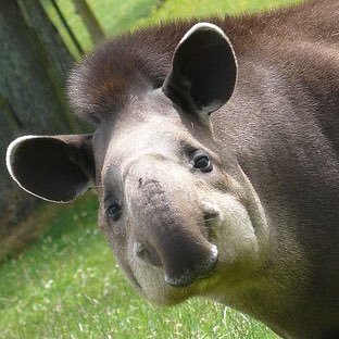 mordechai_tapir's profile picture. 