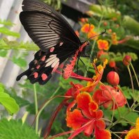 กรรณิการ์ ดวงจวน (@cwndwng) 's Twitter Profile