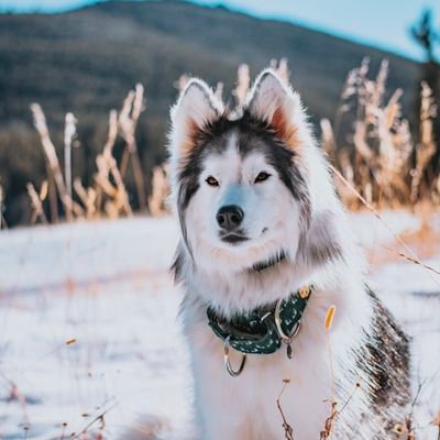 Exploring Colorado and beyond 🌲⛰️
3 Siberian Huskies 🐺
📸 Photographer 📸