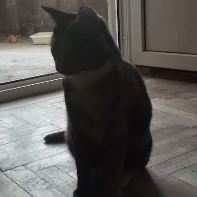 MiloserN's profile picture. 