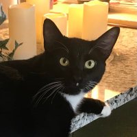 Buzz the Cat, PHD(@ImBuzztheCat) 's Twitter Profile Photo