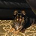 Kennedy-Hancock mum to 🐕 Piglet and (Seb 🌈 )🇺🇦 (@kennedyhancock) Twitter profile photo Kennedy-Hancock mum to 🐕 Piglet and (Seb 🌈 )🇺🇦 (@kennedyhancock) Twitter profile photo