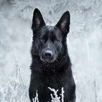 Slow Dog(@Faeldam) 's Twitter Profile Photo