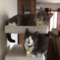 Georgene (@tuxtedtabbymag) 's Twitter Profile