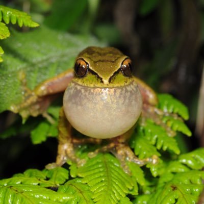 Researcher @NYUAbuDhabi interested in amphibian behavior, evolution and genomics