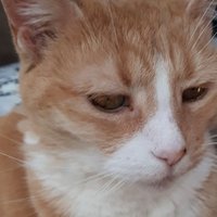 spankster(@ihatecats1958) 's Twitter Profile Photo