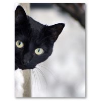 Tim Dyck (@timdyck10) 's Twitter Profile