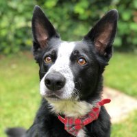 Billy (@_billytheborder) 's Twitter Profile