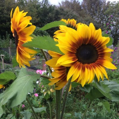 KateYou88070682's profile picture. Head Gardener. 🚲 💙. Never voted Tory. Linguist. Comprehensively schooled. ProTruthAlliance/writes to MP. Tories out of control.