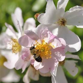 ImkereiScholz's profile picture. Werden Sie Pate für ein Bienenvolk, erhalten Sie Einblick in die faszinierende Welt der Honigbiene, helfen Sie mit Ihrem Beitrag das Bienensterben aufzuhalten!