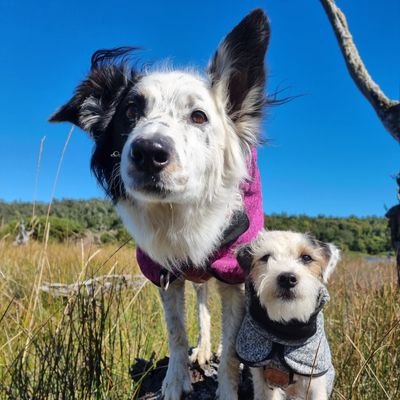 amparog10's profile picture. 🧠 𝙴𝚗𝚝𝚛𝚎𝚗𝚊𝚗𝚍𝚘 𝚙𝚘𝚜𝚒𝚝𝚒𝚟𝚘 𝚢 𝚌𝚘𝚖𝚙𝚊𝚛𝚝𝚒𝚎𝚗𝚍𝚘 𝚕𝚘 𝚊𝚙𝚛𝚎𝚗𝚍𝚒𝚍𝚘 
👩🏽‍⚕️ 𝙴𝚜𝚝𝚞𝚍𝚒𝚊𝚗𝚝𝚎 𝚍𝚎 𝙼𝚎𝚍 𝚅𝚎𝚝