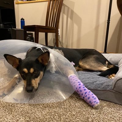 Fifi is our adopted 2 year old german shepherd terrier. She was hit by a car and broke her front left leg. We are sharing her tough path to recovery.