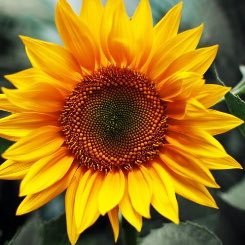 PattiScriffiny's profile picture. Follower of Jesus Math teacher Learner