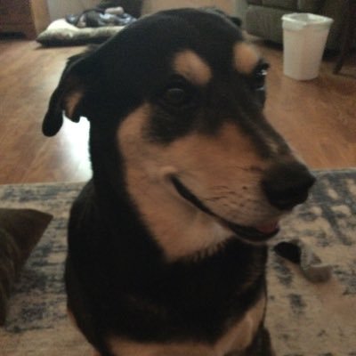 JustinUtley7's profile picture. this my dog that dead