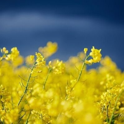 arkadioosh's profile picture. 