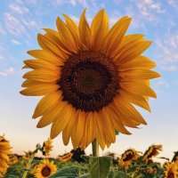 *𝓙𝓮𝓷* (@jenoutloud13) 's Twitter Profile Photo