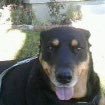 DebraMcDogo's profile picture. Trying to figure out WTH is going on! Dog, cat, animal & nature lover.