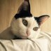 cats4relax (@cats4relax) Twitter profile photo cats4relax (@cats4relax) Twitter profile photo