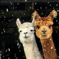 evrenion (@evrenesat) Twitter profile photo