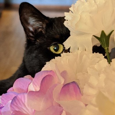 Combining two things that make me smile. Cats and Flowers has a goal to bring a little joy to all. 🐈‍⬛🌻 🇺🇦 💙
Sponsored by https://t.co/Syn5mzAixi