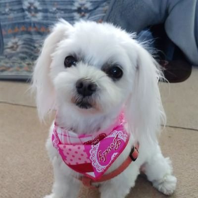 no_kan0531's profile picture. K's Room住人です。　　　　                                     　　　
　　　　　　　　　　　洸平沼に深く深くハマっています。  いいね💖 ばかりでごめんなさい🙏  洸平さんに出逢えて私の残りの人生薔薇色🥰🥰🥰