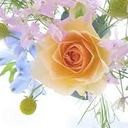 Flower - @Flower_David - Twitter