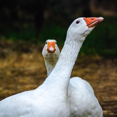 Thos Geese Profile