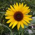 The Gardenista (@thegardenista) Twitter profile photo The Gardenista (@thegardenista) Twitter profile photo