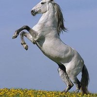 TheyPlagueHorsesDon'tThey?(@Ride4Truth) 's Twitter Profile Photo