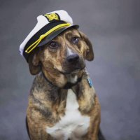 Gritty Sailors (@grittysailors) 's Twitter Profile