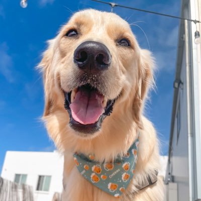 I’m a 3 year old golden retriever, living that beach life down in SOCAL. Always on new adventures with my humans and trying out everything dog friendly!!