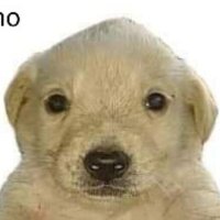 Pevecee (@peveceeforever) 's Twitter Profile