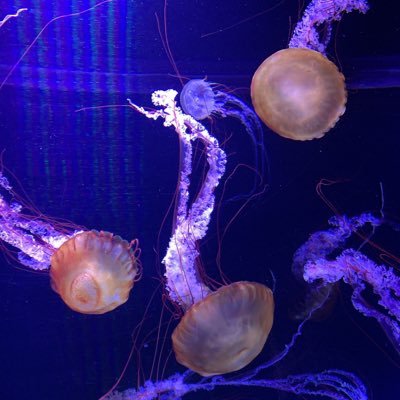 ? ? ? ?のプロフィール写真