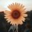AnnSiri_K's profile image