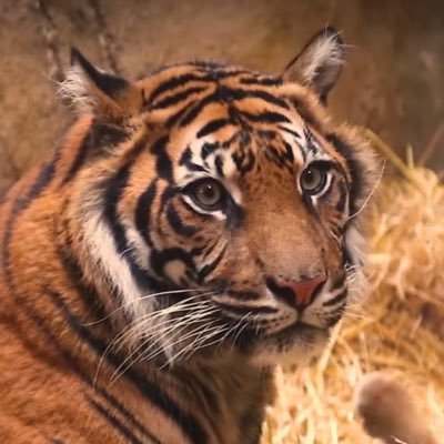 clockwork_cheng's profile picture. 20↑｜基女｜中文Eng日本語○ español 学习中｜不看meme会死星人｜6w5｜intj-a｜吸小动物的号｜骑行爱好者｜小狗bot🐶｜小蛇bot🐍