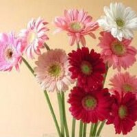 ガーベラ (@gerberah) Twitter profile photo