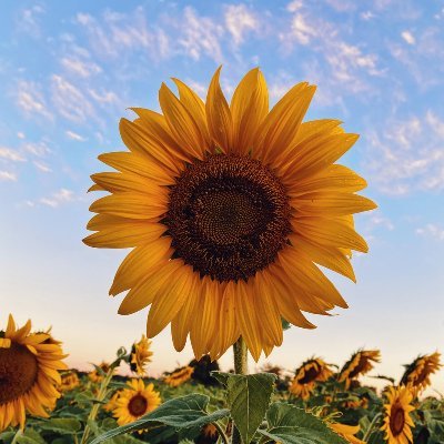 kateblackport's profile picture. I like to make and fix things. Work/live with @alientrap she/her