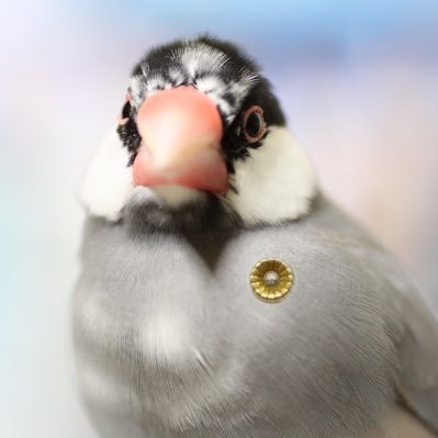 フランケンミカゲさんのプロフィール画像