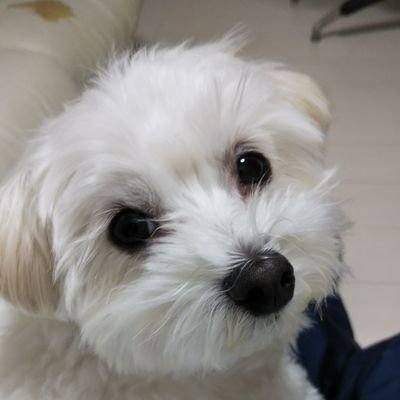 2019年生まれのマルチーズで、MARU(男の子です。)よろしくお願いいたします。無言フォローお許しください。YouTubeもやってます。散歩ライブもやって行こうと思ってますので、チャンネル登録よろしくお願いします。