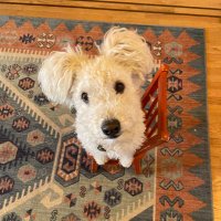 Lynn Fuller ๐บ๐ธ๐บ๐ฆ (@muttermeister) 's Twitter Profile
